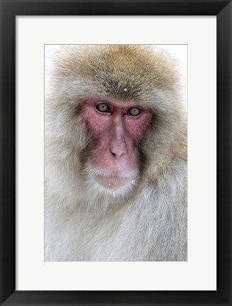 Framed Portrait of a Monkey, Japan Print