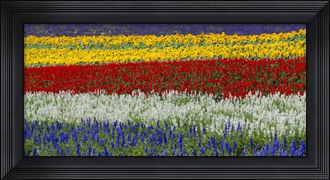 Framed Colorful Flowers, Furano, Hokkaido, Japan Print