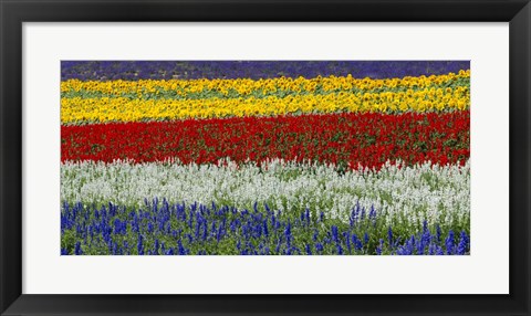 Framed Colorful Flowers, Furano, Hokkaido, Japan Print