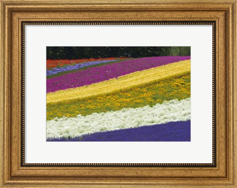 Framed Colorful Flowers in a Lavender farm, Furano, Japan Print