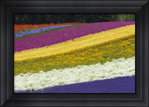 Framed Colorful Flowers in a Lavender farm, Furano, Japan Print