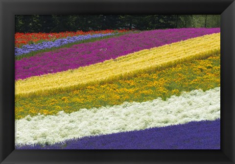 Framed Colorful Flowers in a Lavender farm, Furano, Japan Print