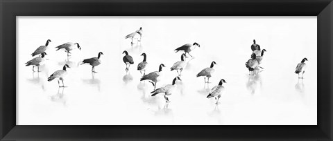 Framed Flock of Canada Geese Print