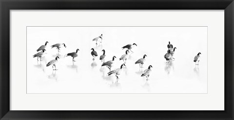 Framed Flock of Canada Geese Print