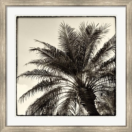 Framed Palm Tree Sepia I Print