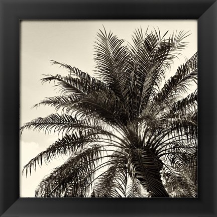 Framed Palm Tree Sepia I Print