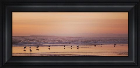 Framed Kalaloch Birds V Print