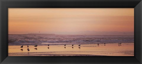 Framed Kalaloch Birds V Print