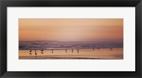 Framed Kalaloch Birds V Print