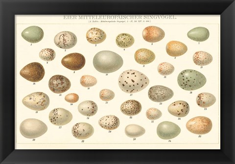 Framed Song Bird Egg Chart v2 Print