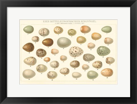 Framed Song Bird Egg Chart v2 Print