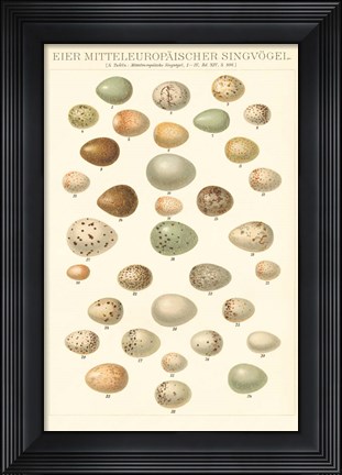 Framed Songbird Egg Chart Print