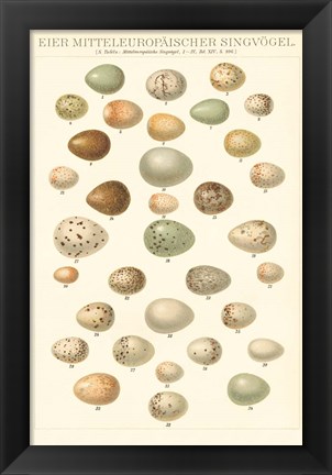 Framed Songbird Egg Chart Print