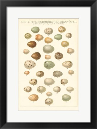 Framed Songbird Egg Chart Print