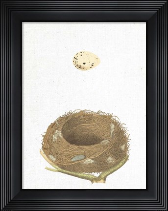Framed Spring Nest III Print
