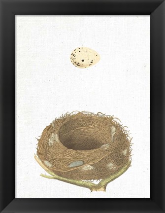 Framed Spring Nest III Print