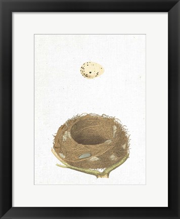 Framed Spring Nest III Print