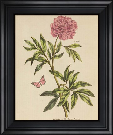 Framed Herbal Botany XXIV Butterfly Crop Print