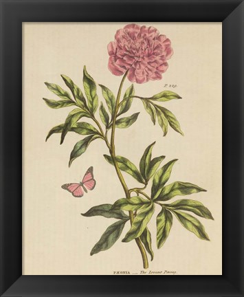 Framed Herbal Botany XXIV Butterfly Crop Print
