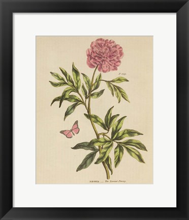 Framed Herbal Botany XXIV Butterfly Crop Print