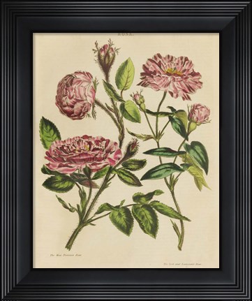 Framed Herbal Botany XVIII v2 Crop Print