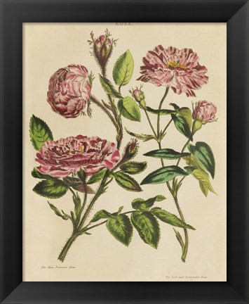 Framed Herbal Botany XVIII v2 Crop Print
