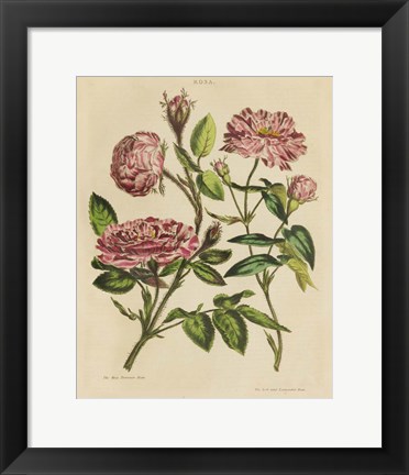 Framed Herbal Botany XVIII v2 Crop Print