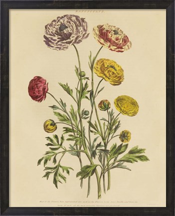 Framed Herbal Botany XXII v2 Crop Print
