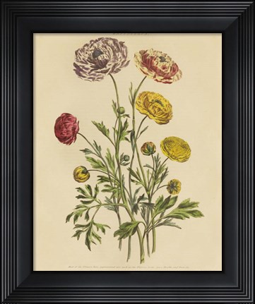 Framed Herbal Botany XXII v2 Crop Print