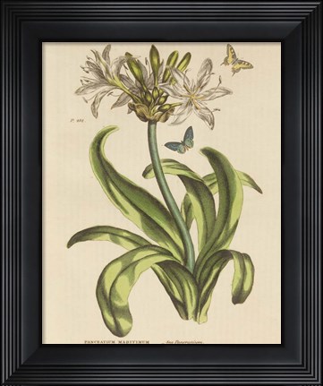 Framed Herbal Botany XX Butterfly Crop Print