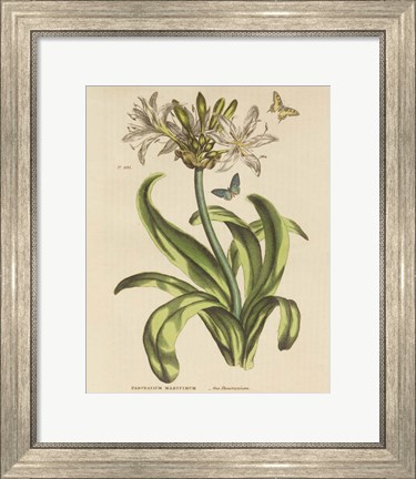 Framed Herbal Botany XX Butterfly Crop Print