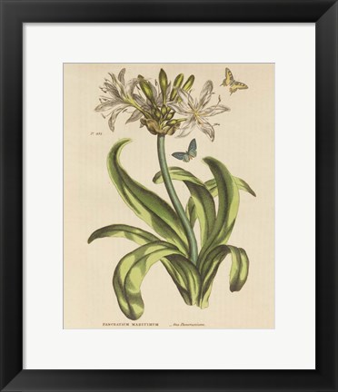 Framed Herbal Botany XX Butterfly Crop Print