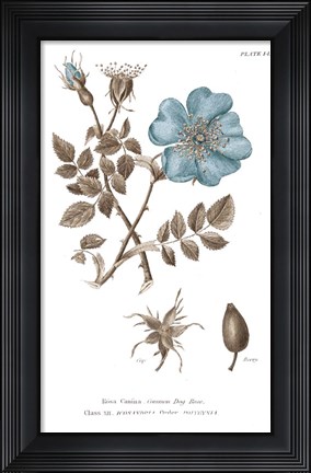 Framed Conversations on Botany IV on White with Blue Print