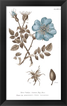 Framed Conversations on Botany IV on White with Blue Print