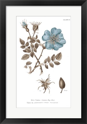 Framed Conversations on Botany IV on White with Blue Print