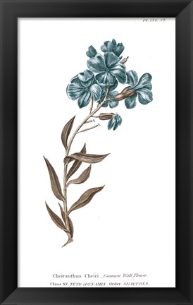 Framed Conversations on Botany VI on White with Blue Print