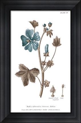 Framed Conversations on Botany VII on White with Blue Print