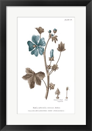 Framed Conversations on Botany VII on White with Blue Print