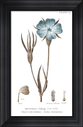 Framed Conversations on Botany III on White with Blue Print