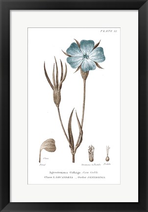 Framed Conversations on Botany III on White with Blue Print