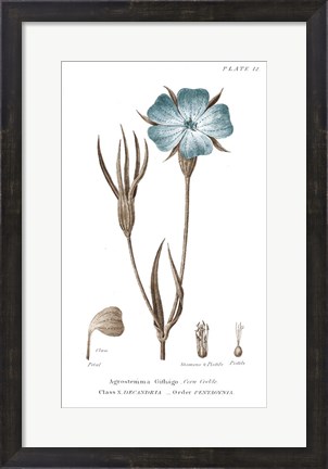 Framed Conversations on Botany III on White with Blue Print