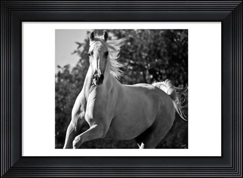 Framed Hollywood (b &amp; w) Print