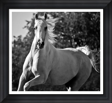 Framed Hollywood (b &amp; w) Print