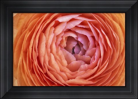 Framed Amber Orange Persian Buttercup Flower Print