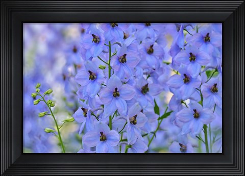 Framed Blue Larkspur Flowers Print