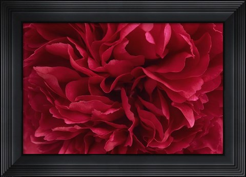 Framed Carmine Red Peony Flower Print