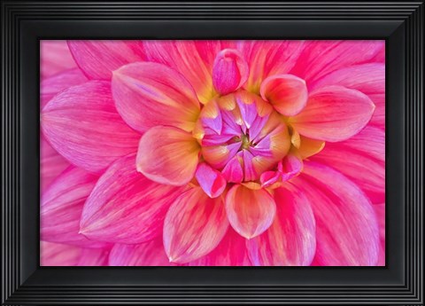 Framed Cerise-Pink Dahlia Flower Print
