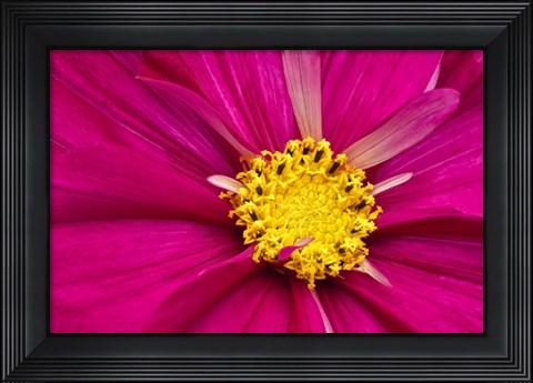 Framed Crimson Pink Cosmos Flower Print