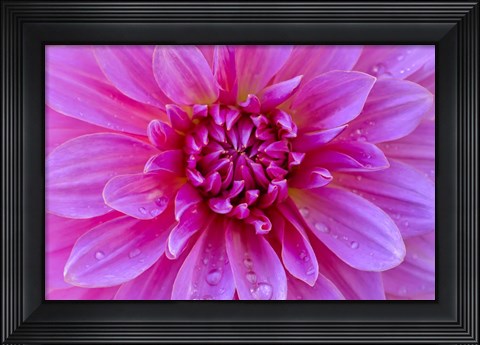 Framed Fuchia-Pink Dahlia Print