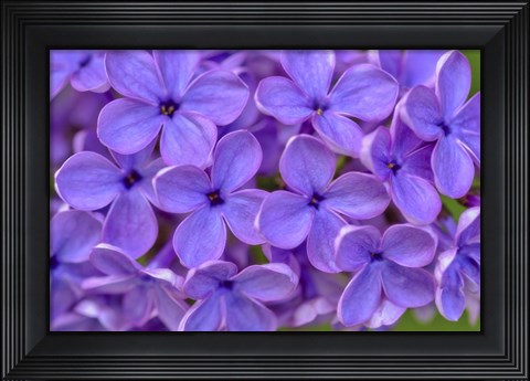 Framed Lilac Flower Print